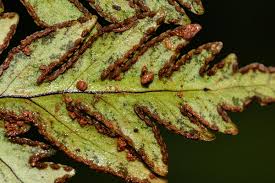 Image result for Doryopteris concolor