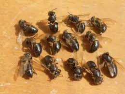 Viral παράλυση μελισσών: χαρακτηριστικά, θεραπεία, πρόληψη