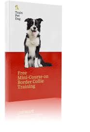 Dog training record keeping | tracking hand book to help train your pet, keep a record of training details dog training log book. Border Collie Obedience Training Characteristics Health