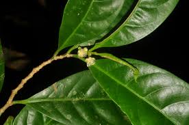 Image result for Suregada