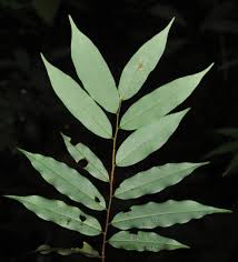 Image result for Xylopia acutiflora