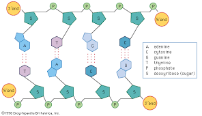 Dna structure dna replication and mitosis dna chromosomes and from dna structure and replication worksheet, source:slideplayer.com. Dna Definition Discovery Function Bases Facts Structure Britannica