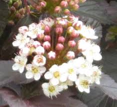 Common companion plants to little devil ninebark. Deciduous Shrub Physocarpus Opulifolius Diabolo