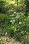Image result for Ornithogalum pulchrum
