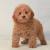 Toy Poodle Teddy Bear Cut
