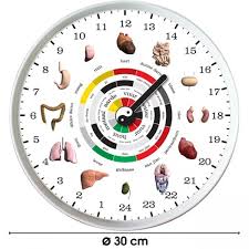 Chinese Orgaan Klok Acupunctuur Massagetherapie Voetreflexologie