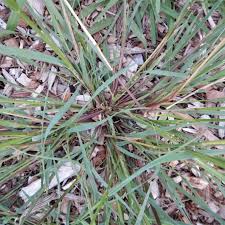 Image result for Setaria kagerensis