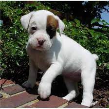 Boxer Puppies For Sale Philadelphia Pa 122176