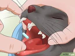 Doctor, i have constant gas, but the farts are always silent and they don't stink! the doctor prescribes her some pills and sends her on her way. 6 Ways To Give A Cat A Pill Wikihow Pet