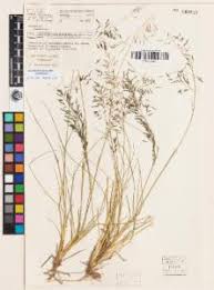 Image result for Eragrostis tenuifolia