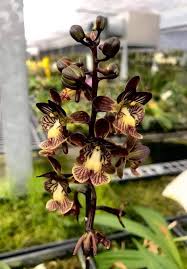 Image result for Oeceoclades saundersiana