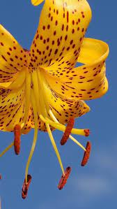 Pin By حكاية العمر كله On Flowers Market Tiger Lily Flower Garden African Lily