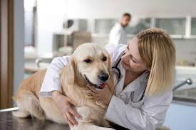 Depending on the size of your dog, you may choose to use aspirin specially. Can I Give Aspirin To My Dog Safety And Dosage Explained
