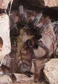Malaysian Earth Tiger Tarantula Img 4614 Pet Spider Ancient Animals Prehistoric Creatures
