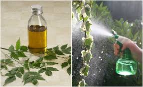 As a preventative, apply neem oil on a 7 to 14 day schedule until disease development is no mixing instructions: How Neem Oil Works Wonders For Your Plants Garden