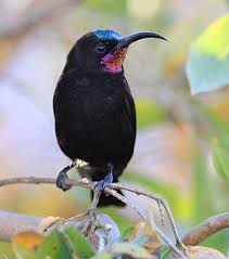 Name Small Birds Of South Africa Amethyst Sunbird Pet Birds Beautiful Birds Cute Creatures