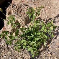 Image result for Bidens acuticaulis