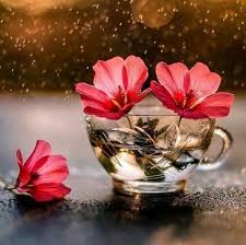 47 Tumblr Flowers Photography Attractive Wallpapers Beautiful Flowers Wallpapers