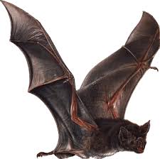 The membranes between the finger bones make up the wing. The Vampire Bat Belize Animals Caribbean Critters