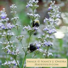 Image result for Vigna heterophylla