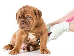 In some cases, infestation by parasites, such as giardia if the blood is red, the issue may be affecting the lower part of the dog's digestive system. Blood And Mucus In Dog Stools Lovetoknow