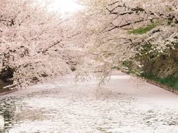 190 sakura hd wallpapers and background images. Wow Di Jepang Anda Akan Menemui Hamparan Karpet Bunga Sakura Yang Indah Ini Berita Jepang Japanesestation Com