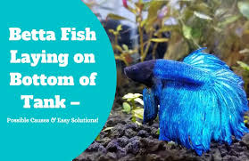 Betta Jumped Out Of Tank… Still Alive. : R/Bettafish