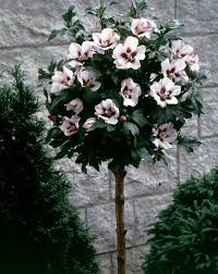 Plantez l'hibiscus de jardin en automne ou au printemps. Hibiscus Syriacus Sur Tige Blanc Rouge Althea Des Jardins Fleurs Bicolores