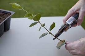 How To Propagate A Jasmine Vine Hunker Jasmine Vine Jasmine Plant Pruning Jasmine