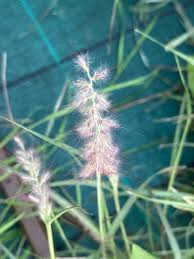 Image result for Cenchrus ciliaris