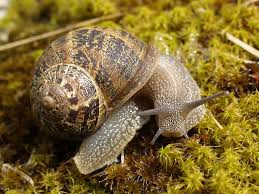 Where to buy live garden snails. Garden Snail Cornu Aspersum Inaturalist