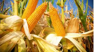 Image result for corn