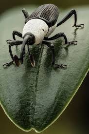 Black And White Insect Photos I Feel Like I Could Design Bugs Black And White Weevil Congo By Andre De Kesel Insects Cool Insects Pictures Of Insects