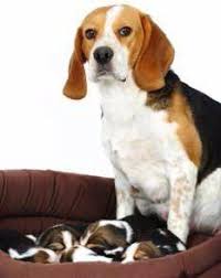 Want to know how to influence a puppy litter size? Beagle Pro Beagle Pregnancy