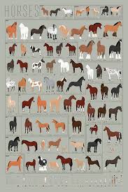 Pop Chart Horses A Chart Of Notable Breeds Poster Print 24 X 36 Multicolored