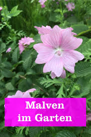 Malve Gartenbob De Der Garten Ratgeber Garten Blumengarten Pflanzen