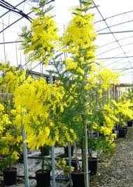 Image result for Acacia decurrens