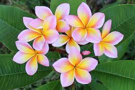 Plumeria Chompoo Pann Plumeria Flowers Unusual Flowers Flowers Photography