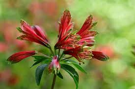 Image result for Alstroemeria pulchella
