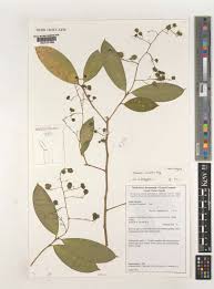 Image result for Dracaena laxissima