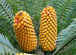 Image result for Cycas