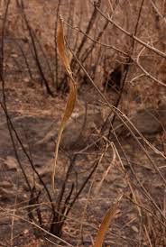 Image result for Markhamia obtusifolia