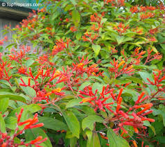 Image result for Hamelia patens