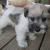 How much does a miniature schnauzer cost? 1