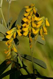 Image result for Eriosema