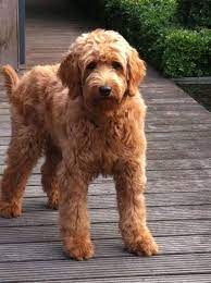 41doodle Haircuts Goldendoodle Grooming Goldendoodle Haircuts Labradoodle Grooming