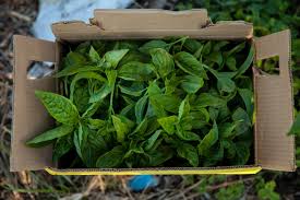 University) Farm to (Picnic) Table