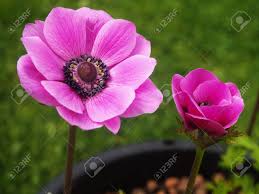 There are a few features you anemone species and caring features. Beautiful Pink Anemone Flower And Bud Growing In A Pot In A Garden Stock Photo Picture And Royalty Free Image Image 103740512