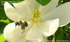 Australis bay magnolia 12' mt. Plantfiles Pictures Sweetbay Magnolia Sweet Bay Magnolia Milton Magnolia Virginiana Var Australis By Linebacker