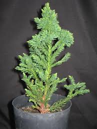 We did not find results for: Black Dragon Japanese Cedar Bonsai Novocom Top